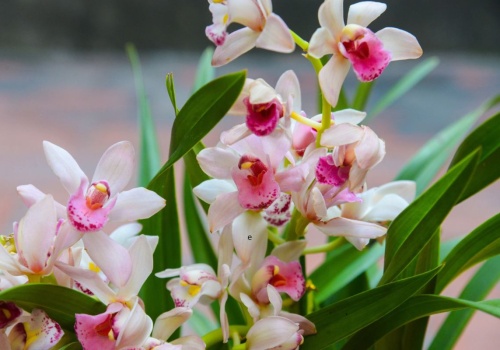 Ten storczyk łamie wszystkie zasady. Jest piękny, wybacza błędy i kwitnie miesiącami