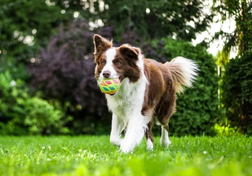 Myśleliśmy, że psy zapamiętują słowa. Prawda jest bardziej złożona
