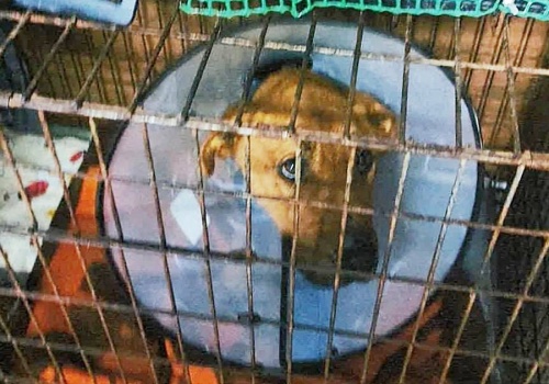 Ta wiadomość spadła na nich jak grom. 