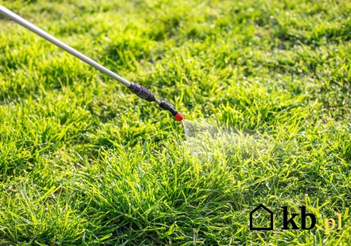 Zamiast chemii za 50 zł użyj tego za 3 zł. Chwasty nie mają szans