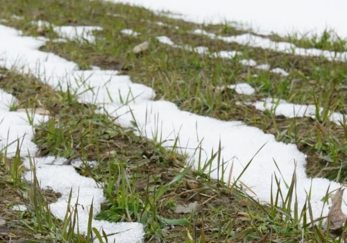 Azot na oziminy wiosną. Te dawki mogą zdecydować o plonie