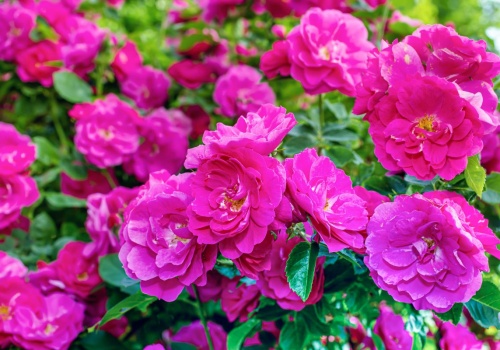 Posadź, a zaleje ogród kwiatami. Ta róża jest odporna na chorby i ma małe wymagania