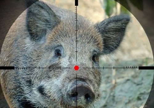 Jest sposób na zwalczenie ASF-u w Polsce. Powierzyć łowiectwo ministrowi rolnictwa?