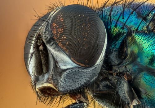 Szeroki kąt, błyskawiczna reakcja i chemiczny zmysł. Nowy wzrok dla dronów i robotów