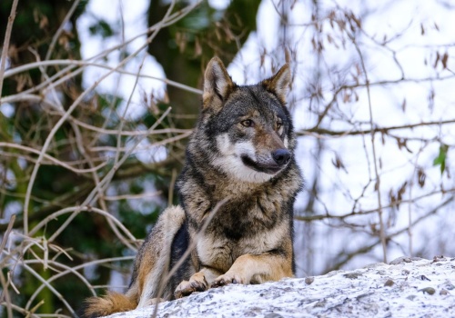 Wilki już pod Rzeszowem. Burmistrz Tyczyna ostrzega mieszkańców przed drapieżnikiem