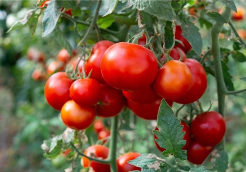 Każdy ogrodnik musi ją mieć. Róże kwitną po niej jak szalone, pomidory są pyszne, a szkodniki znikają