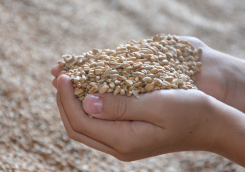 Kolejka na kilometr w skupie, gdzie płacą 800 zł za pszenicę. Raport z cen zbóż
