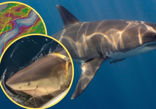 Ogromny rekin pojawił się na powierzchni Atlantyku. Waży więcej niż mały fiat