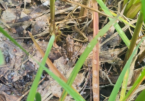 Ochrona płazów integralnym elementem inwestycji Port Polska