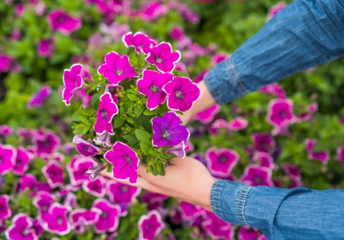 Nie przegap najlepszego terminu sadzenia petunii. To już niedługo