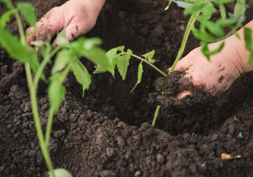 Najprostszy nawóz do pomidorów. To gwarancja dorodnych i soczystych owoców