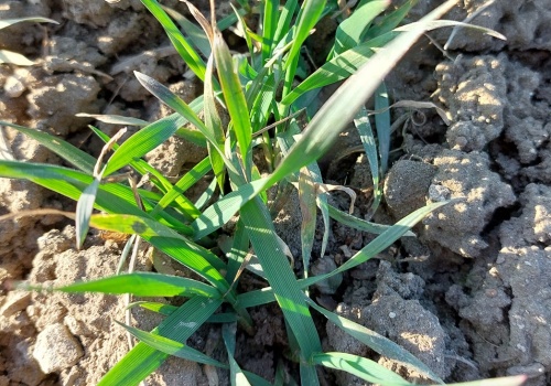 Po mrozach przyjdzie nagłe lato? Nadchodzi pogodowy zwrot akcji