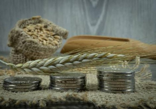 13.02.2026 Ceny skupu zbóż, kukurydzy, oleistych i strączkowych: nieznaczne podwyżki