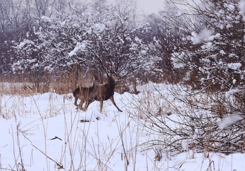 Fotopułapki odkrywają dzikie życie na Ruczaju (Galeria)