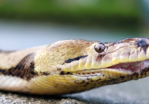 Znaleźli ślady ogromnych pytonów tam, gdzie ich nigdy nie było