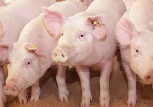 Ceny tuczników na lekkim plusie. Coraz bliżej stawki niemieckiej