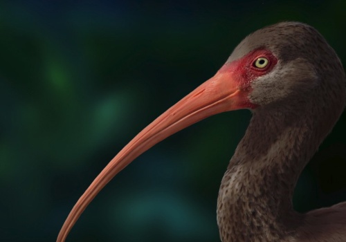 Odkryli prawdę o wymarłym ptaku. Trochę jednak za późno