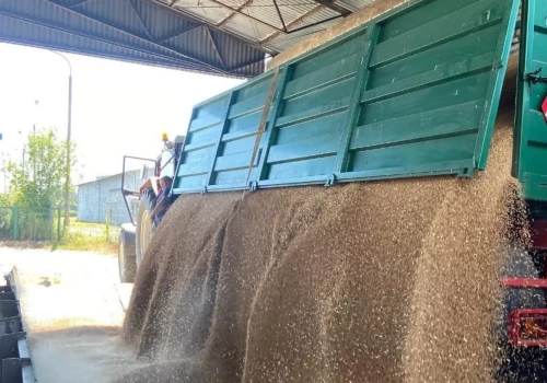 Trzymać zboże czy sprzedać? Co z cenami świń i nawozów?