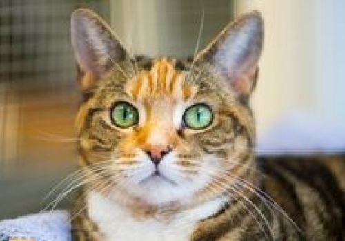 Piła: W niedzielę w schronisku Miluszków okazja do adoptowania kota