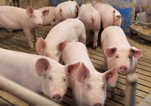 Tönnies wprowadza ubezpieczenie dla hodowców zwierząt gospodarskich