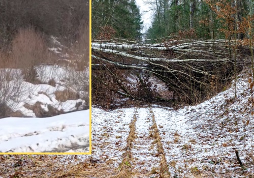 Nagle zza krzaków wyłonił się zwierz. Nagranie z Bieszczad obiegło sieć