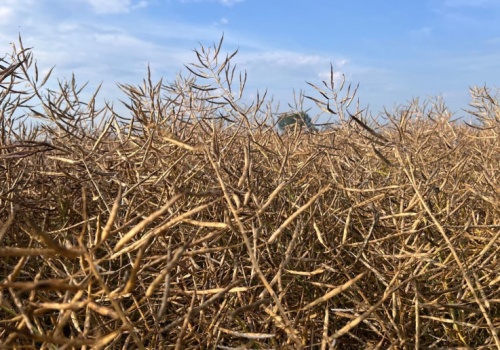Wzrost cen oleistych na światowych giełdach