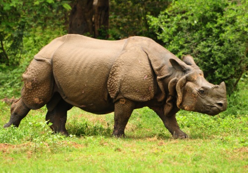 W tym zoo nazwiesz odchody nosorożca imieniem ex – na piśmie! (Anty)walentynkowa akcja na Florydzie
