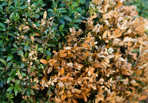 Nie czekaj do wiosny. Weź z łazienki i spryskaj bukszpan. Larwy będą padać jedna po drugiej