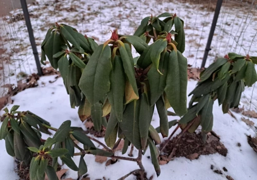 Podsyp rododendrony jeszcze w lutym. Ten prosty trik sprawi, że w maju utoną w kwiatach