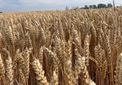 Ceny kontraktów terminowych na zboża wzrosły na giełdach