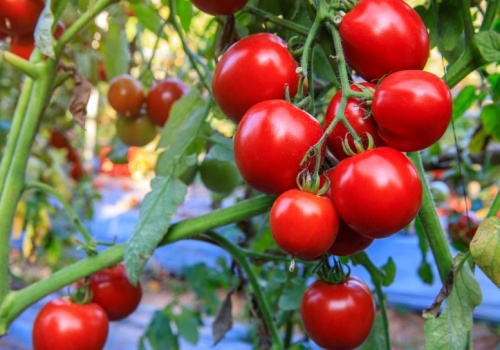 Zawsze sadzę je blisko pomidorów. Takie sąsiedztwo to gwarancja plonów