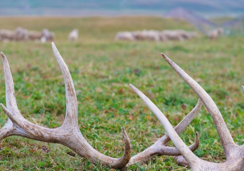 Ruszył sezon na szukanie skarbów w lesie. Niektóre są warte fortunę