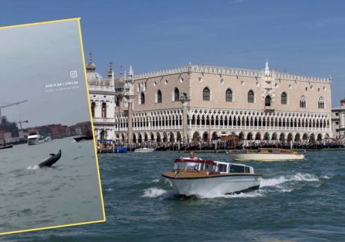 Zadomowił się w wodach w Wenecji. Mimmo pod stałą obserwacją