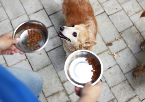 Miska nie będzie pusta. Można przyjść po karmę
