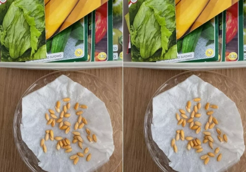 Kupujesz nasiona? Te błędy przy materiale siewnym mogą kosztować plon