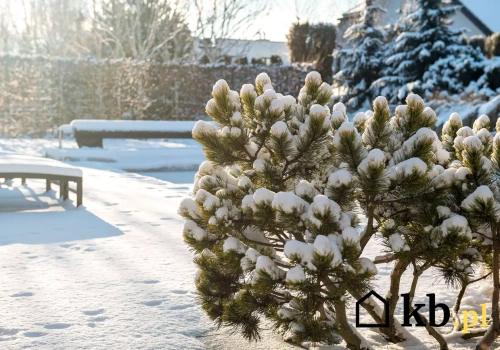 Te rośliny nie boją się mrozu - wytrzymają nawet -25°C