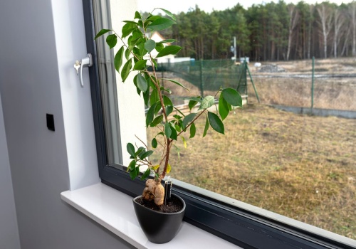 Liście fikusa lecą na podłogę? Sprawdź, czy nie robisz jednego z tych 6 błędów