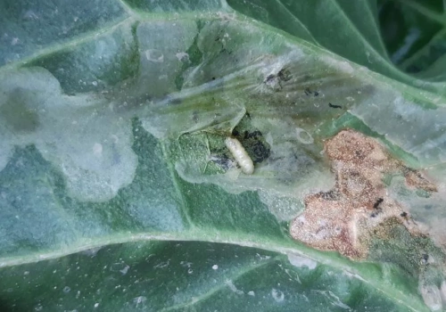 Szkodniki buraka cukrowego. Objawy, progi szkodliwości i jak nie doprowadzić do odporności