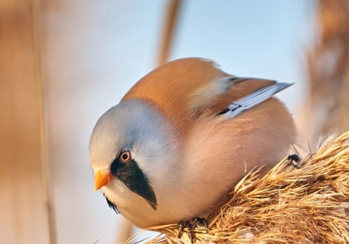 Wygląda jak z bajki. Polski ptak przypomina puszystą kuleczkę