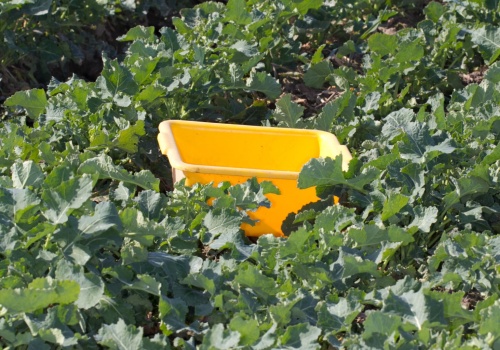 Wiosenne szkodniki w rzepaku: progi szkodliwości, zwalczanie