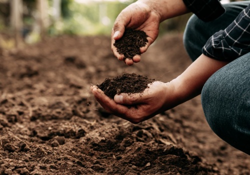 Najlepszy nawóz do roślin już masz w ogrodzie. W tych miejscach znajdziesz 