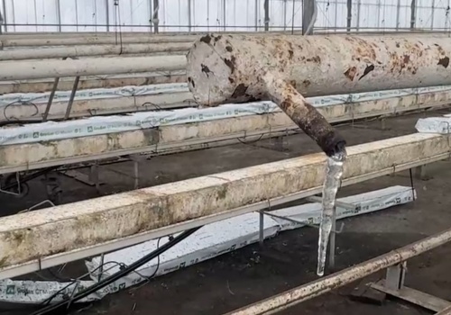 Sześć godzin bez prądu i wszystko przepadło. Dramat w gospodarstwie ogrodniczym