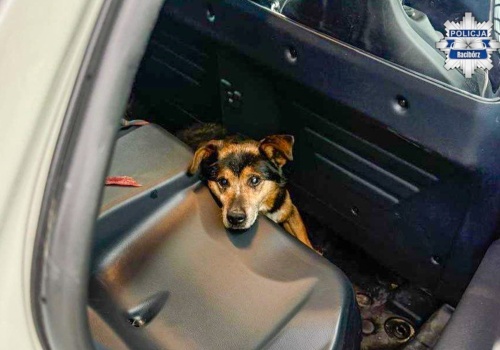 Dzielnicowi uratowali wyziębionego psa w Krzanowicach