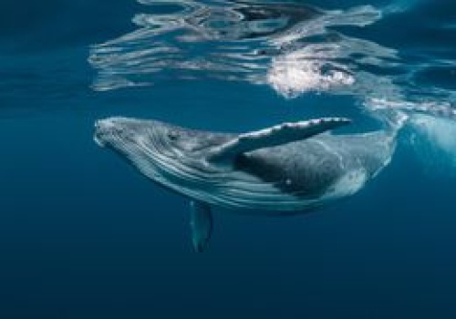 Rekordowa migracja. Humbak przepłynął trzy oceany w poszukiwaniu miłości