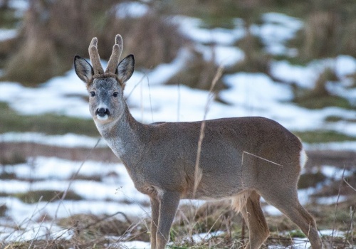 Dziwna narośl na głowie sarny. Polscy przyrodnicy pokazali zdjęcie