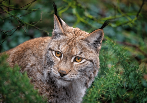Bieszczadzki ryś przegrał z… Znamy zwierzę roku 2026
