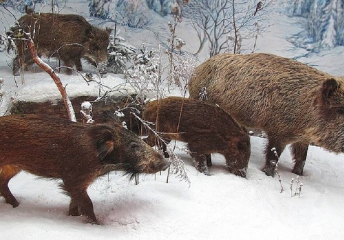 Nadzór nad odstrzałem dzików powinno sprawować ministerstwo rolnictwa