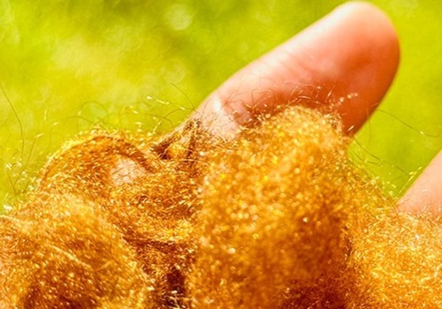 Złoto morza powraca. Naukowcy odtworzyli legendarny jedwab cesarzy