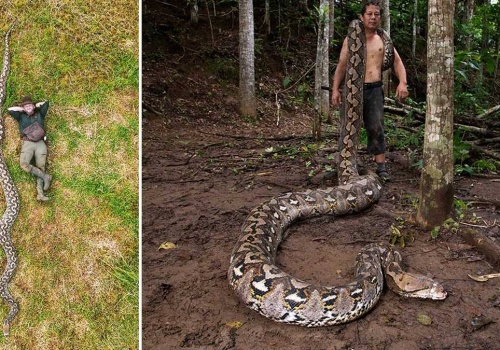 Niesamowite odkrycie w Indonezji. Znaleziono tam najdłuższego dzikiego węża świata