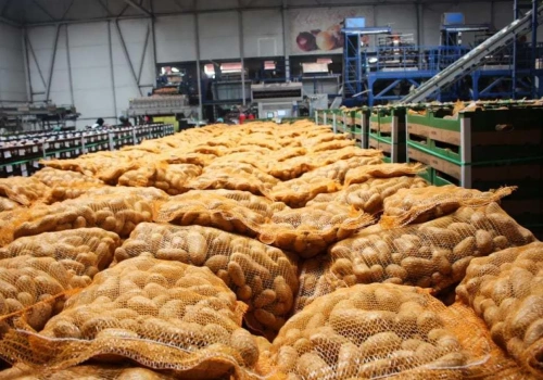 Ukraina masowo kupuje ziemniaki z Polski. Import wzrósł 2,4 razy